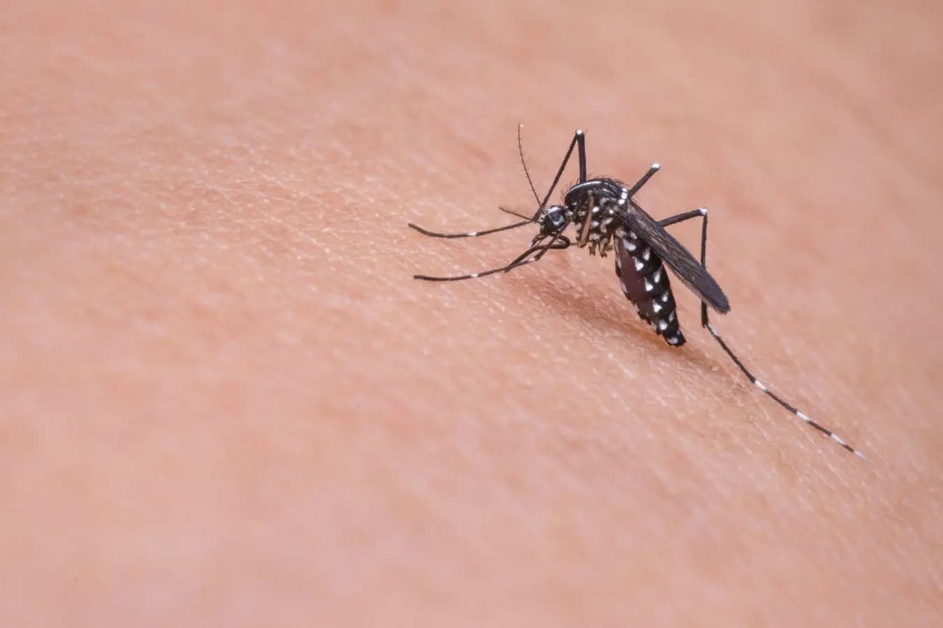 Todo lo que debes saber sobre el mosquito flebotomo y la leishmaniasis